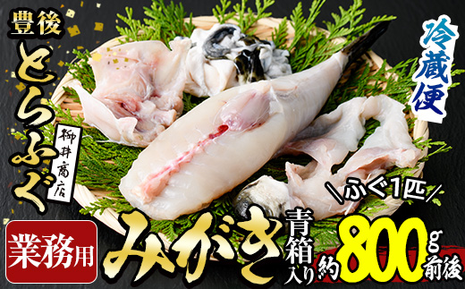 ＜業務用＞豊後とらふぐ 1匹 青箱入 (約800g前後) ふぐ フグ とらふぐ 皮 アラ あら てっちり鍋 鍋 ふぐ唐揚げ ふぐ刺し フグ刺し ふぐ刺身 フグ刺身 刺身 鮮魚 冷蔵 養殖 業務用 国産 大分県【AB211】【柳井商店】