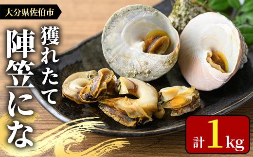 ＜お試し用＞陣笠にな (約1kg) 魚介 貝 にな ニナ 酒蒸し 網焼き バター焼き バーベキュー 獲れたて 冷蔵 海の直売所 大分県 佐伯市【AS125】【海べ (株)】