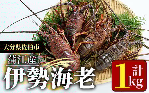 ＜期間限定＞大分県産 伊勢海老 (計1kg・約2～5尾) エビ えび 刺身 魚介 海鮮 BBQ 国産 味噌汁【AS128】【海べ】