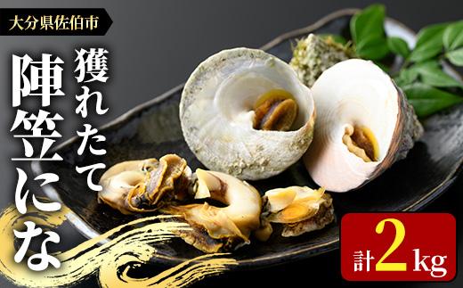 陣笠にな(約2kg) 魚介 貝 にな ニナ 酒蒸し 網焼き バター焼き バーベキュー 獲れたて 冷蔵 海の直売所 大分県 佐伯市【AS84】【海べ (株)】