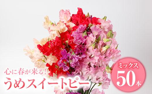 ＜農家直送＞スイートピー ミックス (50本) 期間限定 花 切り花 生花 九州産 国産 大分県 佐伯市 宇目 清幸農園【BZ61】【清幸農園(有)】