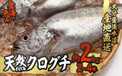 天然 クログチ (約2kg・計2-4本) 直送 産直 漁師 魚 鮮魚 天然 クログチ カマガリ 釜借 白身魚 獲れたて 刺身 煮つけ 塩焼き 冷蔵 豊後水道 鮮魚 大分県 佐伯市 豊後水道 鮮魚 愛海の恵み【CS09】【 (有)丸昌水産】