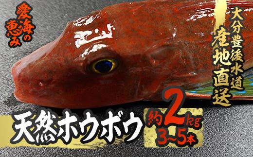 天然 ホウボウ (約2kg・計3-5本) 直送 産直 漁師 魚 鮮魚 天然 ホウボウ 魴ぼう 白身魚 獲れたて 刺身 煮つけ 塩焼き 冷蔵 豊後水道 鮮魚 大分県 佐伯市 豊後水道 鮮魚 愛海の恵み【CS10】【 (有)丸昌水産】