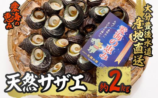 天然 サザエ (約2kg) 直送 産直 漁師 貝 魚介 さざえ 栄螺 獲れたて 刺身 塩焼き バター焼き バーベキュー 酒蒸し 冷蔵 豊後水道 鮮魚 大分県 佐伯市【CS27】【 (有)丸昌水産】