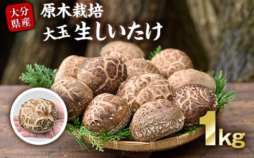 ＜先行予約受付中！2026年1月より発送開始予定＞原木栽培の大玉生しいたけ（1kg）九州産 大分県産 国産 しいたけ 椎茸 生椎茸 生シイタケ 生しいたけ 生しいたけ 生シイタケ 原木しいたけ 佐伯市【FR03】【かやの椎茸屋】
