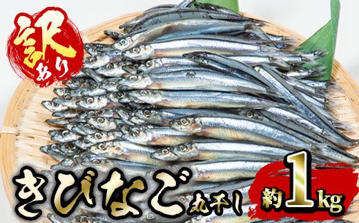 ＜訳あり・業務用＞きびなごの丸干し (計約1kg) 干物 ひもの 唐揚げ フライ 天ぷら 焼き物 お弁当 おかず お酒のおつまみ 大分県 佐伯市 【GH001】【増野善雄商店】
