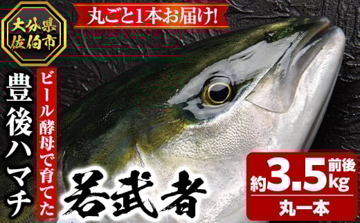 豊後ハマチ 若武者(丸一本) ハマチ はまち 鮮魚 旬 刺身 鰤しゃぶ 竜田揚げ りゅうきゅう 国産 大分県 佐伯市 特産品【GS001】【浪井丸天水産】