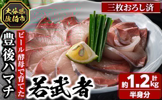 豊後ハマチ 若武者(三枚おろし半身) ハマチ はまち 鮮魚 旬 刺身 三枚おろし 国産 大分県 佐伯市 特産品 さしみ【GS003】【浪井丸天水産】