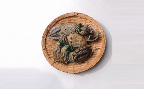 小さな漁村の小学校で育てた養殖アワビ（約５００g）