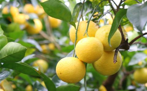 臼杵産のカボスをブレンドした梅酒「かぼすと梅酒のものがたり」720ml×2本