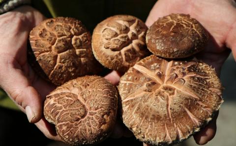 手軽に質の高い椎茸を楽しむ！臼杵産ふるさと乾しいたけＡセット（計260g）