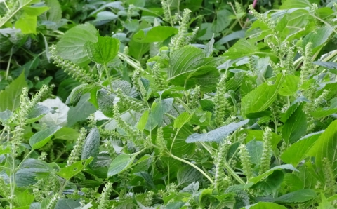 農薬不使用！非加熱・生搾りの健康に良い臼杵市産「エゴマ油」（１４０g×１瓶）