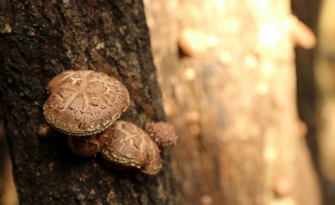 しいたけ好きの為の贅沢セット！臼杵産ふるさと乾しいたけＣセット（計850g）