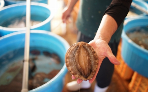 小さな漁村の小学校で育てた養殖アワビ（約５００g）