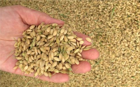 特別純米酒無濾過生原酒「USUKI」720ml×2本