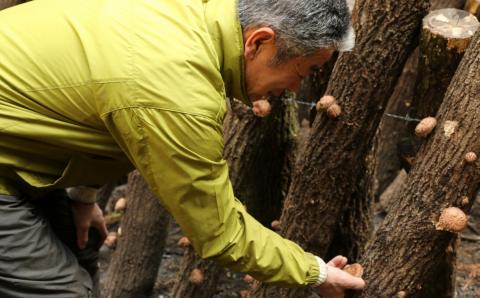 手軽に質の高い椎茸を楽しむ！臼杵産ふるさと乾しいたけＡセット（計260g）