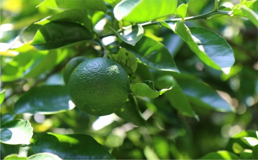 万能果汁！有機JAS認証かぼす果汁（180ml）3本セット