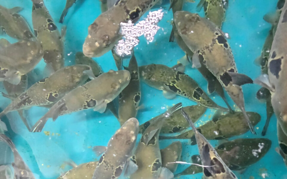 【とらふぐ卸会社直送】ヒレ酒用 トラフグの干しヒレ（30枚前後）