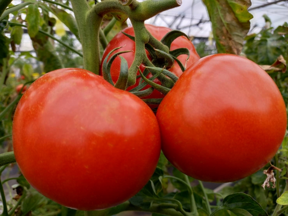 【四季菜彩】採れたて完熟トマトの「トマトケチャップ」(3本)