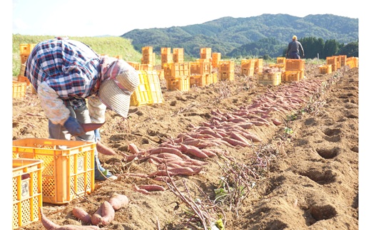 【先行予約】めっちゃ甘い！高糖度かんしょ「甘太くん」 （500g×20袋）計10kg　さつまいも　紅はるか