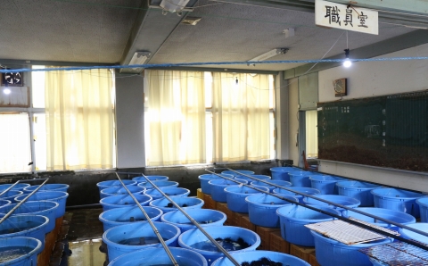 小さな漁村の小学校で育てた養殖アワビ（約５００g）