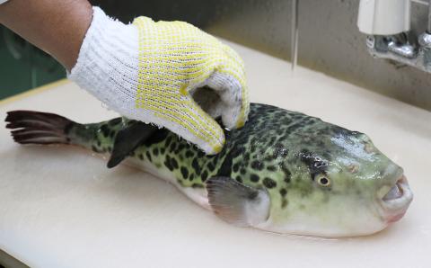 【年内・年末年始発送可】臼杵トラフグ刺しふぐ鍋セット（3人前）［冷蔵］ふく亭別館・高島水産