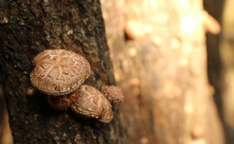 手軽に質の高い椎茸を楽しむ！臼杵産ふるさと乾しいたけＡセット（計260g）