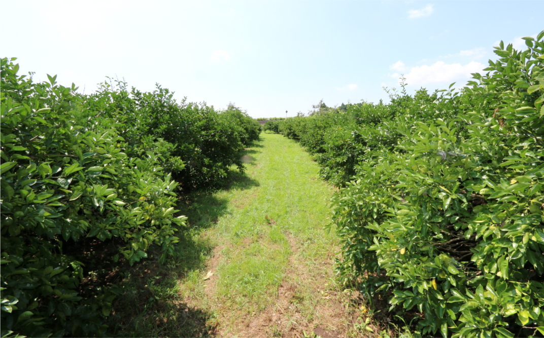 安心安全♪有機JAS認証のカボス青果（10kg）