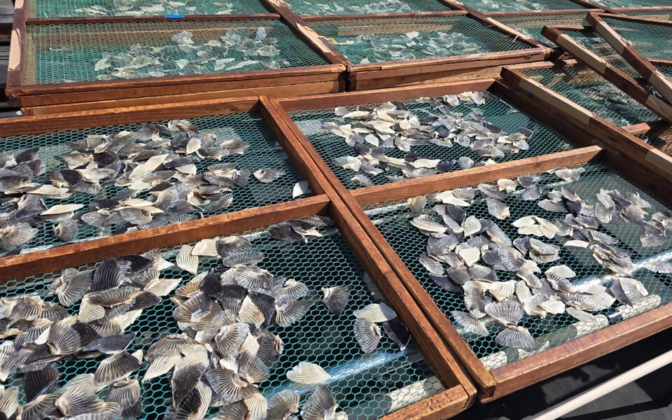 【とらふぐ卸会社直送】ヒレ酒用 トラフグの干しヒレ（30枚前後）