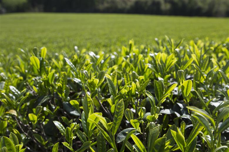 手軽に本格有機緑茶を淹れることができる「有機粉末緑茶」（30g×3袋）