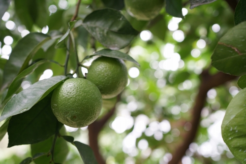 種が少ないから使いやすい！佐々木さんの「種なし（小種）カボス」約2kg