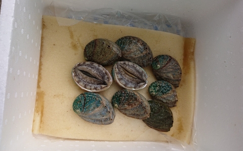 小さな漁村の小学校で育てた養殖アワビ（約５００g）