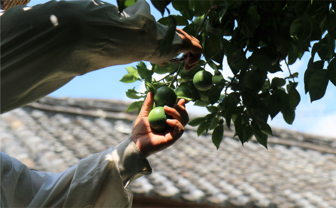 種が少ないから使いやすい！佐々木さんの「種なし（小種）カボス」約2kg