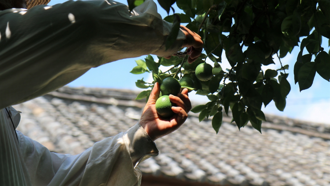 種が少ないから使いやすい！佐々木さんの「種なし（小種）カボス」約4kg