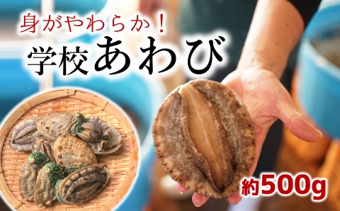 小さな漁村の小学校で育てた養殖アワビ（約５００g）