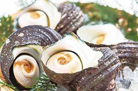 産地直送！うすき豊後水道物語　サザエセット　約2kg