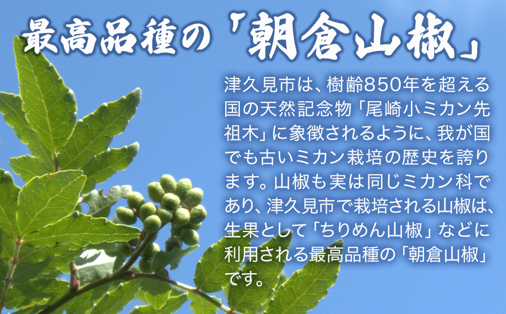 数量限定！朝倉山椒 500ｇ×2箱 | 生山椒 枝付 さんしょう サンショウ 津久見市