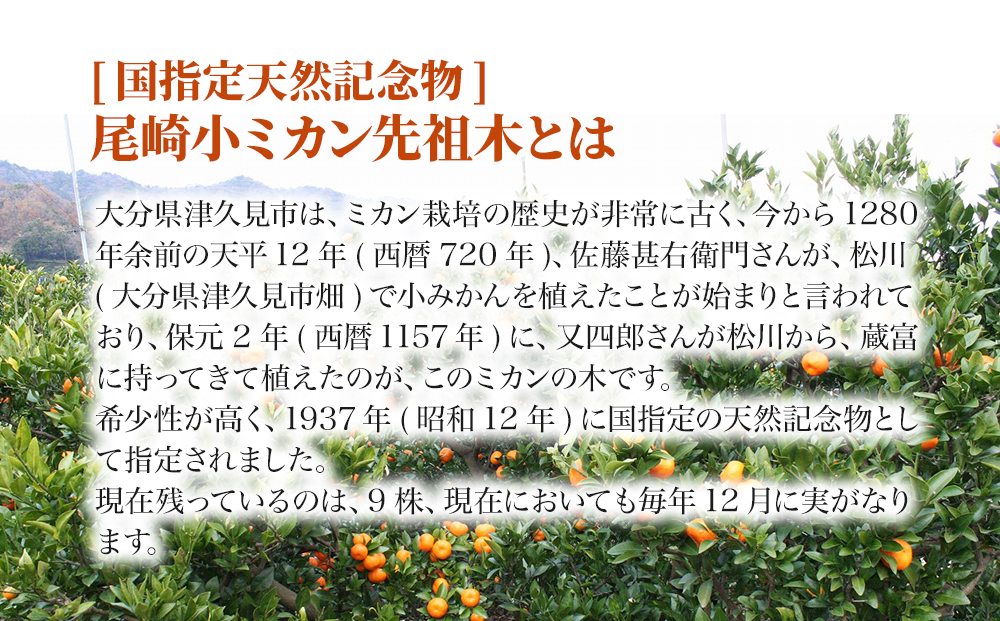 【先行予約】国指定天然記念物 尾崎小ミカン先祖木の小ミカン10個 | みかん 果物 大分県 九州 津久見市 国産