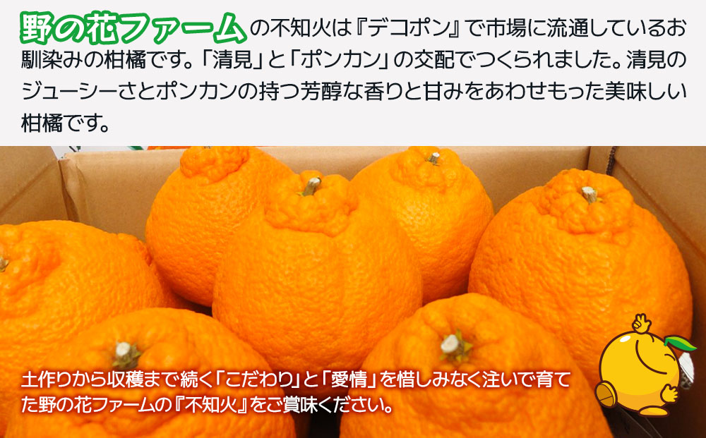 【先行予約・数量限定】野の花ファーム 不知火 6kg | 手選別完熟 みかん ミカン 果物 大分県 九州 津久見市 国産