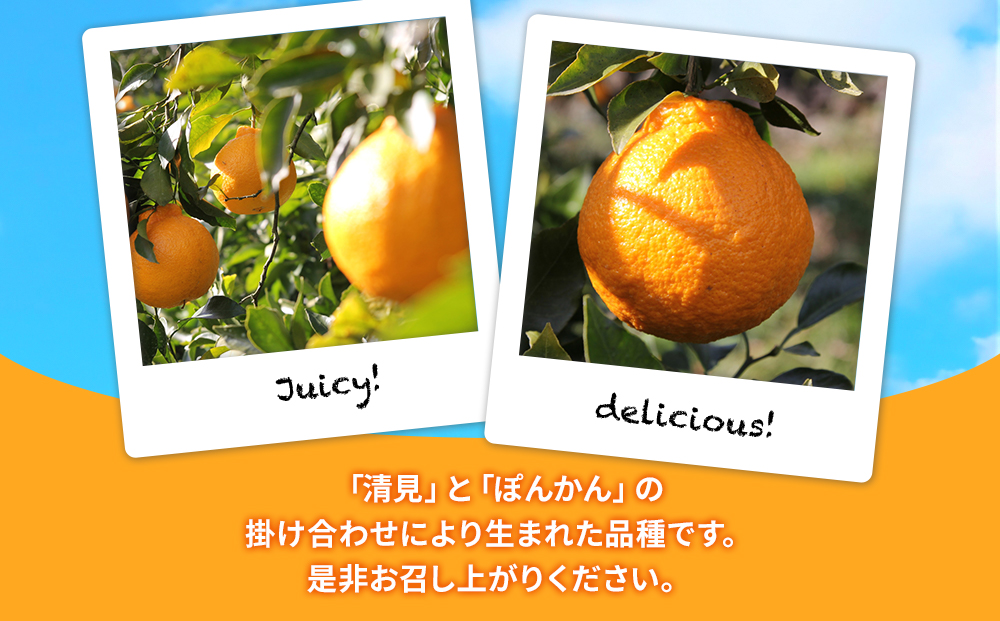 【先行予約】大村農園のみかん 不知火 5kg | ミカン オレンジ 果物 大分県 九州 津久見市 国産