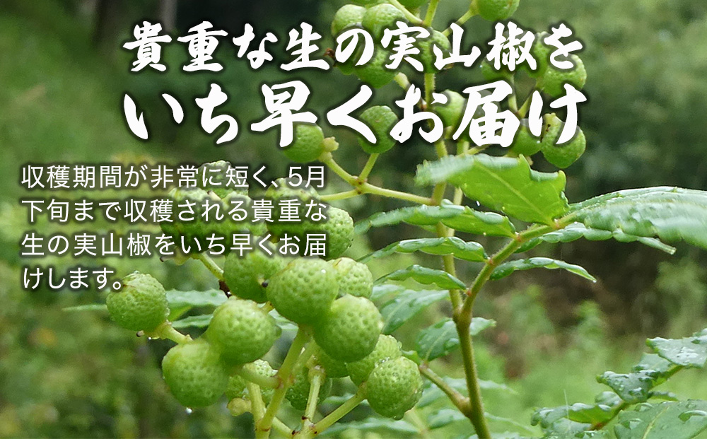 数量限定！朝倉山椒 500ｇ×1箱 | 生山椒 枝付き 調味料 津久見市