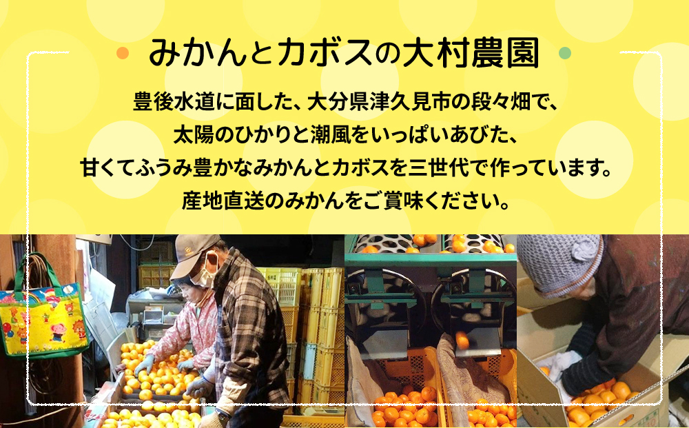 【先行予約】大村農園のみかん 不知火 5kg | ミカン オレンジ 果物 大分県 九州 津久見市 国産