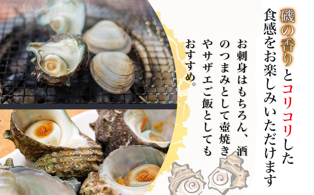 獲れたて 活サザエ 2㎏ (12個～20個) | さざえ 生 栄螺 大分県 九州 津久見市 国産