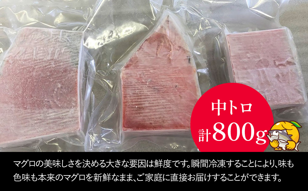 【本まぐろ】 お刺身用 中トロ5人前(800g) | マグロ 冷凍 大分県 九州 津久見市