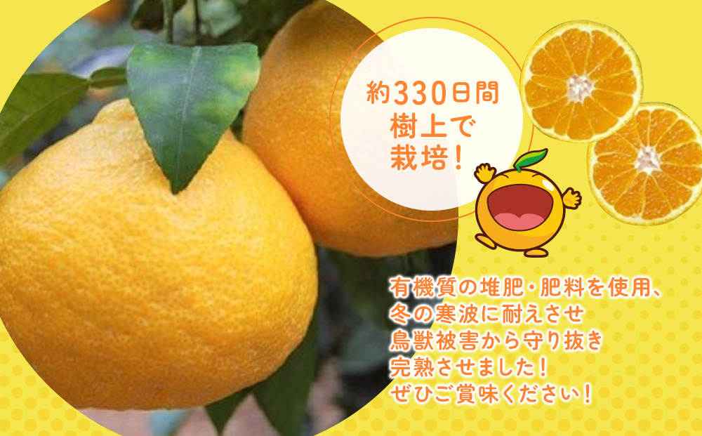完熟みかん デコポン デコ330 約3kg | ミカン 大分県 九州 津久見市 国産