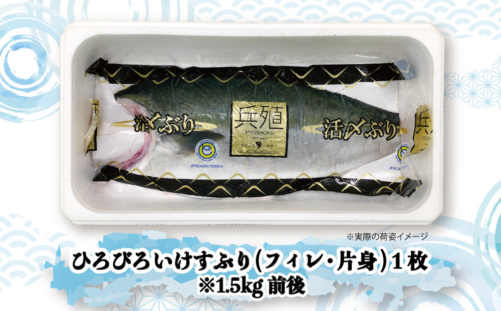 【先行予約】ひろびろいけすぶり(フィレ・片身)1枚 ※2月発送 | ぶり 刺身 大分県 九州 津久見市 国産