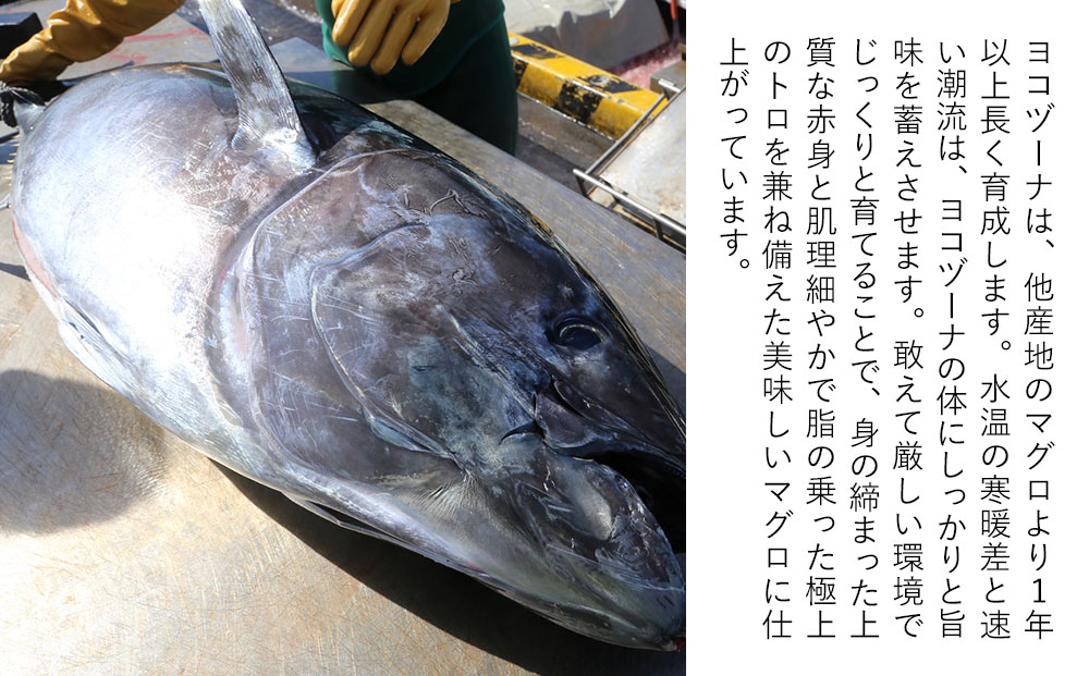 豊後まぐろ ヨコヅーナ カマ | マグロ かま 希少部位 冷凍 大分県 九州 津久見市 国産