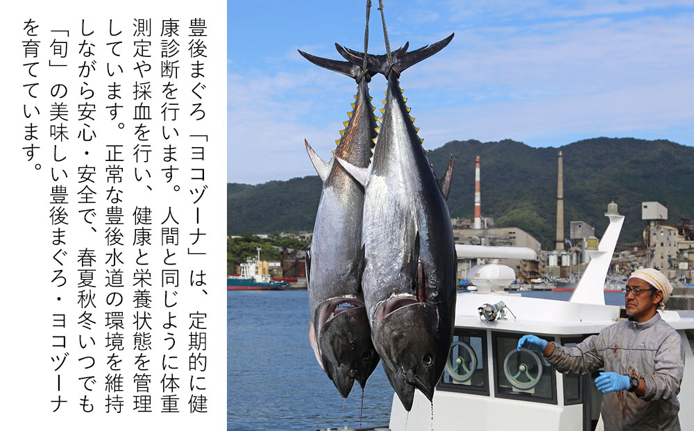 豊後まぐろ ヨコヅーナ 訳あり スジ肉 1kg | 訳アリ マグロ 便利 津久見市