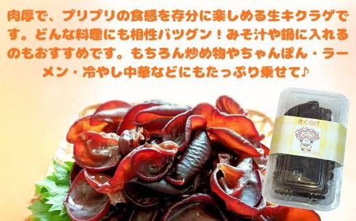 津久見産の肉厚乾燥きくらげ 15g×5袋 | キクラゲ 木耳 九州 大分県