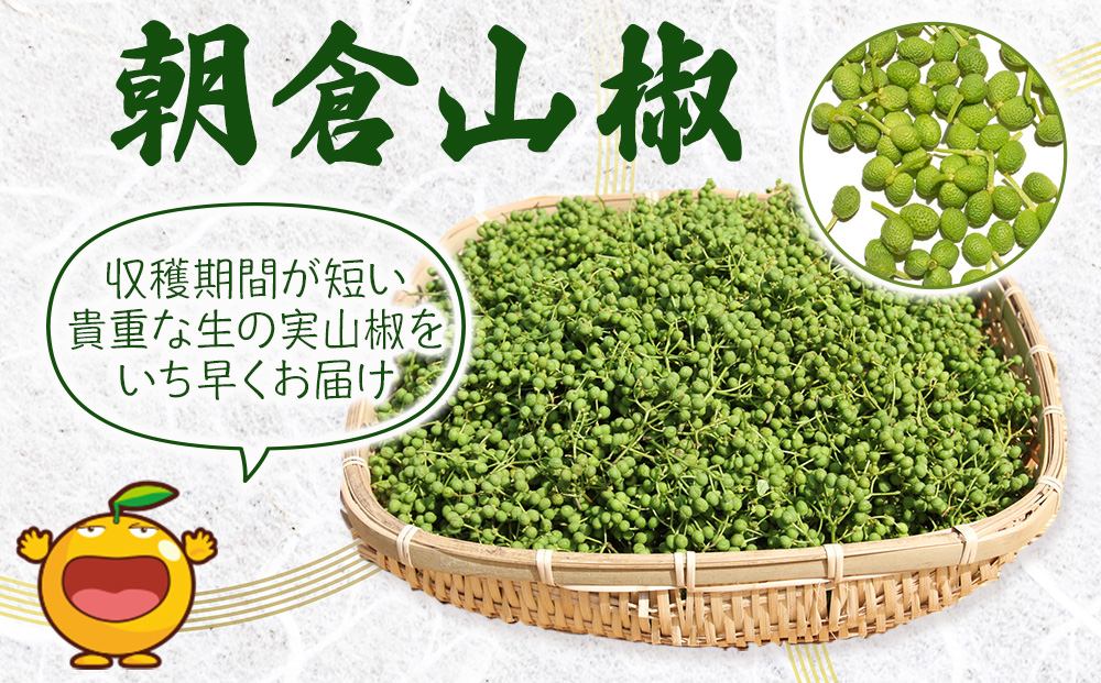 数量限定！朝倉山椒 500ｇ×2箱 | 生山椒 枝付 さんしょう サンショウ 津久見市